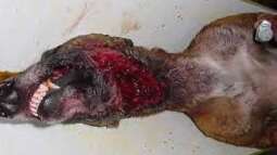 Grausamkeit hat einen Namen