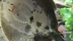 Erscheinungsbild / Anatomie / Schwangerschaft / Embryonalentwicklung