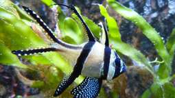 Kölner Zoo / Aquarium