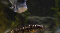 Kölner Zoo / Aquarium