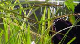 Probleme mit Pflanzen