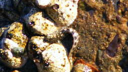 Steckbrief Chromosomen-Felsenhüpfer