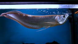 Exclusiv für EB von African-Guru- Gabelbärte- Die springenden Lauerjäger