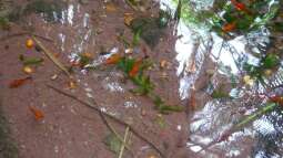 Fuerteventura für Aquarianer und Naturfreunde