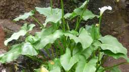 Fuerteventura für Aquarianer und Naturfreunde