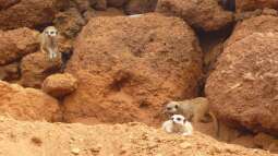 Fuerteventura für Aquarianer und Naturfreunde