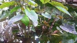 Fuerteventura für Aquarianer und Naturfreunde