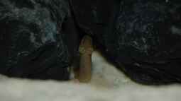 Tanganjika Aal: Aethiomastacembelus moori! (Titel geändert)