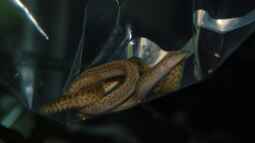 Tanganjika Aal: Aethiomastacembelus moori! (Titel geändert)