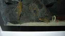 Synodontis njassae schnattern!