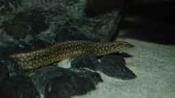 Tanganjika Aal: Aethiomastacembelus moori! (Titel geändert)