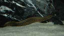 Tanganjika Aal: Aethiomastacembelus moori! (Titel geändert)