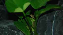 Tanganjika Aal: Aethiomastacembelus moori! (Titel geändert)