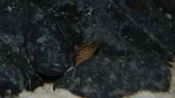 Tanganjika Aal: Aethiomastacembelus moori! (Titel geändert)