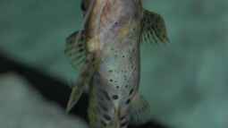 Synodontis njassae schnattern!