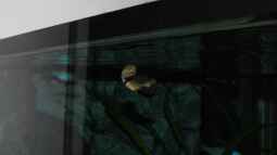 Tanganjika Aal: Aethiomastacembelus moori! (Titel geändert)