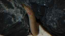 Tanganjika Aal: Aethiomastacembelus moori! (Titel geändert)