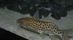 Synodontis njassae schnattern!