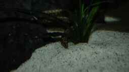 Tanganjika Aal: Aethiomastacembelus moori! (Titel geändert)