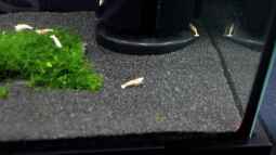 Bericht und Bilder vom Aquaristikevent für das Programm am 16.04.2011 in Berlin