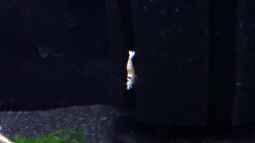 Bericht und Bilder vom Aquaristikevent für das Programm am 16.04.2011 in Berlin