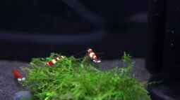 Bericht und Bilder vom Aquaristikevent für das Programm am 16.04.2011 in Berlin