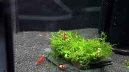 Bericht und Bilder vom Aquaristikevent für das Programm am 16.04.2011 in Berlin