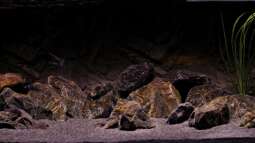 Das Biotop Aquarium und wie sich unsere Bewohner "zu Hause" fühlen