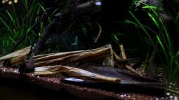 Viagra für´s Aqua ?