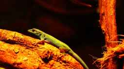 Die andere Seite , das Waldterrarium !