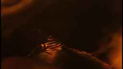 Schöne L - Welse aus Südamerika