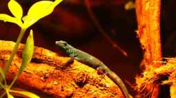 Die andere Seite , das Waldterrarium !