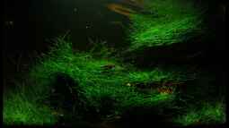 ~ Das kleine 1 x 1 der Zwerggarnelenhaltung ~