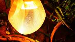 Die andere Seite , das Waldterrarium !