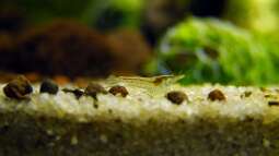 Faszinierende Blue Pearl