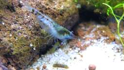 Faszinierende Blue Pearl