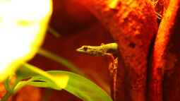 Die andere Seite , das Waldterrarium !