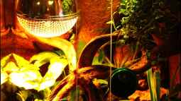 Die andere Seite , das Waldterrarium !