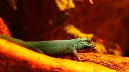 Die andere Seite , das Waldterrarium !