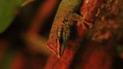 Die andere Seite , das Waldterrarium !