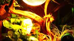 Die andere Seite , das Waldterrarium !