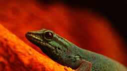 Die andere Seite , das Waldterrarium !