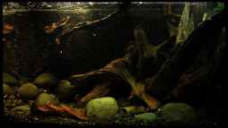 Das RIO 125 der Firma Juwel,ein  Alleskönner !