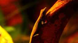 Die andere Seite , das Waldterrarium !