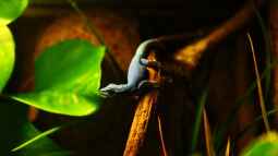 Die andere Seite , das Waldterrarium !