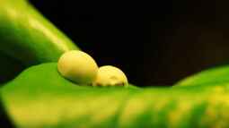 Die andere Seite , das Waldterrarium !