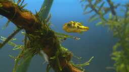 Unterwasserhubschrauber - drollige Erbsenkugelfische