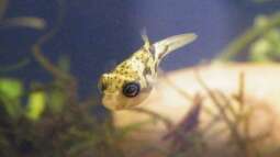 Unterwasserhubschrauber - drollige Erbsenkugelfische