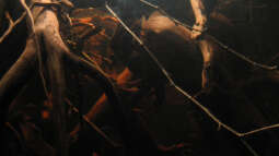 Biotop Schwarzwasser - Umsetzung im Aquarium