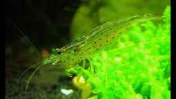 Wassertemperaturen für Zwerggarnelen !!!